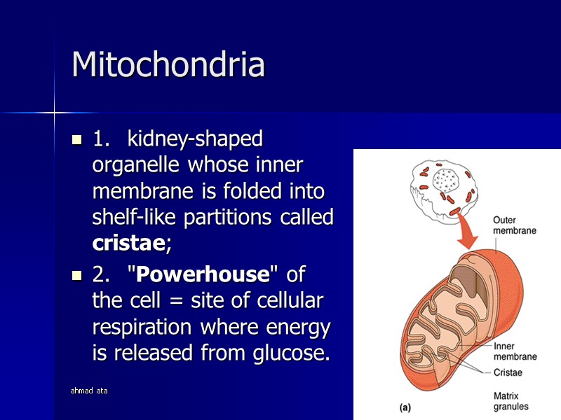 ahmad ata 19 Mitochondria 1. kidney-shaped organelle whose inner membrane is folded into shelf-like